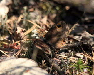 Berggrsfjril, Lasiommata petropolitana. Bckebo, Smland, Sverige. d. 25 Maj 2008. Fotograf: Lars Andersen