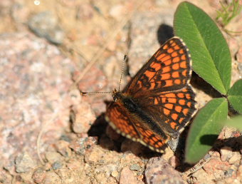 Skogsnätfjäril, Melitaea athalia. Bäckebo, Småland, Sverige. d. 25 Maj 2008. Fotograf: Lars Andersen