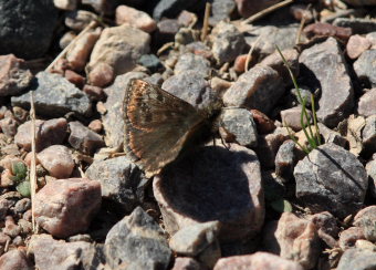 Grbndet bredpande/Skogsvisslare, Erynnis tages. Bckebo, Smland, Sverige. d. 25 Maj 2008. Fotograf: Lars Andersen