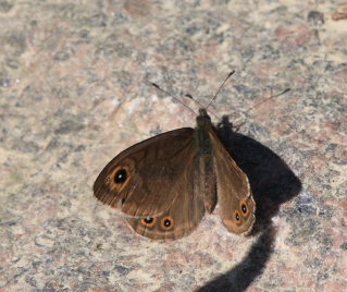 Berggrsfjril, Lasiommata petropolitana. Bckebo, Smland, Sverige. d. 25 Maj 2008. Fotograf: Lars Andersen