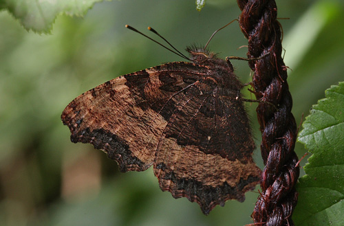 Kirsebrtakvinge (Nymphalis polychloros). Blekinge, Sverige. d. 19 Juli 2008. Fotograf: Lars Andersen