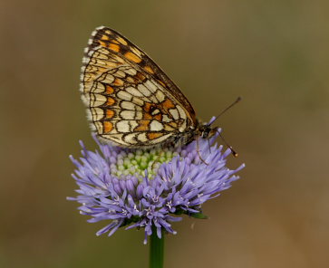Brun pletvinge, Melitaea athalia. Åhus, Skåne, Sverige d. 19 Juli 2008. Fotograf: Lars Andersen
