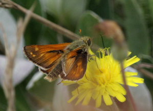 Kommabredpande, Hesperia comma han med den tydelige duftskælstribe på forvingen. Kjuge, nordøstlige Skåne, Sverige d. 3 august 2008. Fotograf: Lars Andersen