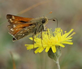 Kommabredpande, Hesperia comma. Kjuge, nordøstlige Skåne, Sverige d. 3 august 2008. Fotograf: Lars Andersen