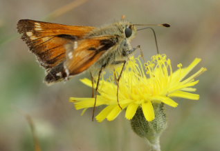 Kommabredpande, Hesperia comma. Kjuge, nordøstlige Skåne, Sverige d. 3 august 2008. Fotograf: Lars Andersen