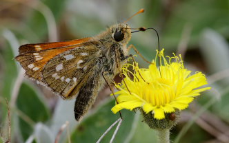 Kommabredpande, Hesperia comma. Kjuge, nordøstlige Skåne, Sverige d. 3 august 2008. Fotograf: Lars Andersen