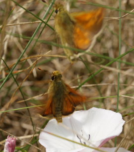 Kommabredpande, Hesperia comma her stikker hunnen afsted med hannen lige bagefter!. Kjuge, nordstlige Skne, Sverige d. 3 august 2008. Fotograf: Lars Andersen