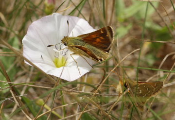 Kommabredpande, Hesperia comma, her prøver en han at gøre tilnærmelser til hunnen i snerlen, læg mærke til den lille snyltehveps i snerlen! Kjuge, nordøstlige Skåne, Sverige d. 3 august 2008. Fotograf: Lars Andersen