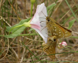 Kommabredpande, Hesperia comma. Kjuge, nordøstlige Skåne, Sverige d. 3 august 2008. Fotograf: Lars Andersen