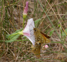 Kommabredpande, Hesperia comma her en mislykket forsg p parring! Kjuge, nordstlige Skne, Sverige d. 3 august 2008. Fotograf: Lars Andersen