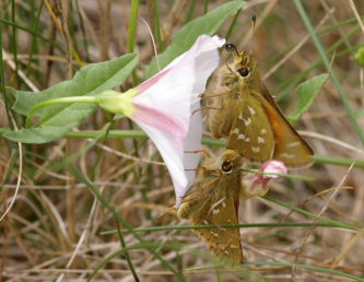 Kommabredpande, Hesperia comma. Kjuge, nordøstlige Skåne, Sverige d. 3 august 2008. Fotograf: Lars Andersen