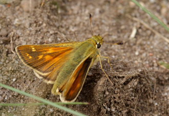 Kommabredpande, Hesperia comma hun. Kjuge, nordøstlige Skåne, Sverige d. 3 august 2008. Fotograf: Lars Andersen