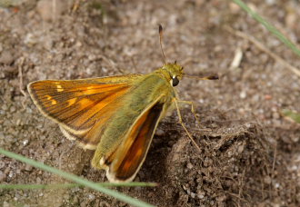 Kommabredpande, Hesperia comma hun. Kjuge, nordstlige Skne, Sverige d. 3 august 2008. Fotograf: Lars Andersen