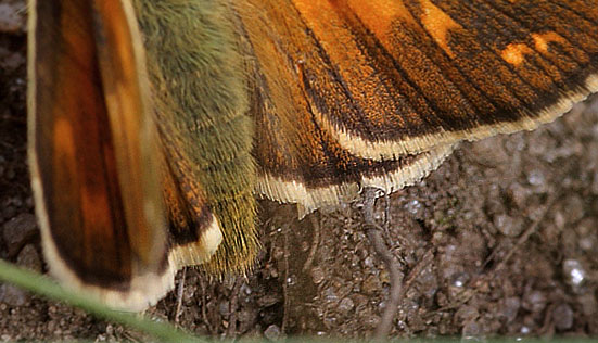 Kommabredpande, Hesperia comma hun. Kjuge, nordøstlige Skåne, Sverige d. 3 august 2008. Fotograf: Lars Andersen