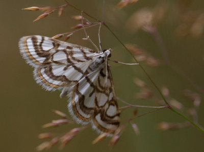 Pyraliden: Nymphula stagnata. Hakafors, Mienåen, Småland, Sverige d. 3 august 2008. Fotograf: Lars Andersen