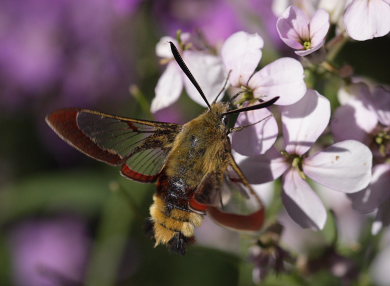 Bredrandet Humlebisværmer, Hemaris fuciformis. Hagstorp Nationalpark, det sydøstlige Skåne, Sverige. d. 8 Juni 2008. Fotograf: Lars Andersen
