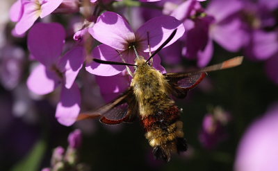 Bredrandet Humlebisværmer, Hemaris fuciformis. Hagstorp Nationalpark, det sydøstlige Skåne, Sverige. d. 8 Juni 2008. Fotograf: Lars Andersen