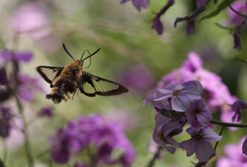 Bredrandet Humlebisværmer, Hemaris fuciformis. Hagstorp Nationalpark, det sydøstlige Skåne, Sverige. d. 8 Juni 2008. Fotograf: Lars Andersen