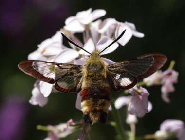 Bredrandet Humlebisværmer, Hemaris fuciformis. Hagstorp Nationalpark, det sydøstlige Skåne, Sverige. d. 8 Juni 2008. Fotograf: Lars Andersen