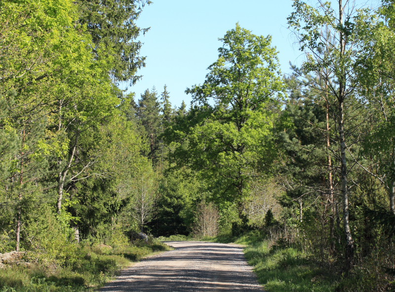Bäckebo, Småland, Sverige. d. 25 Maj 2008. Fotograf: Lars Andersen