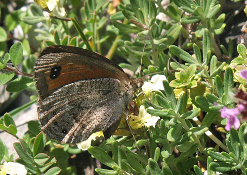 Bredrandet Klippebjergrandje, Erebia styx. Tschierv, Ofenpass, Graubnden, Schweiz d. 20 juli 2020. Fotograf; Emil Bjerregrd