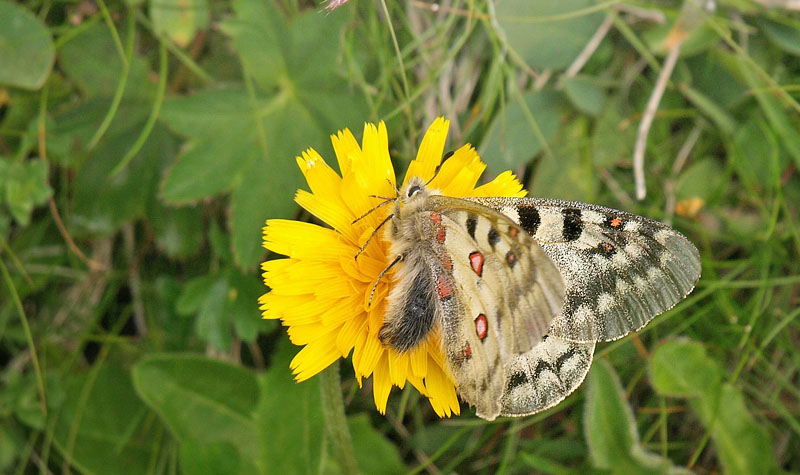 Alpeapollo, Parnassius sacerdos hun. Albulapass 2400 m.h., Graubnden, Schweiz d. 21 juli 2016. Fotograf; Emil Bjerregrd