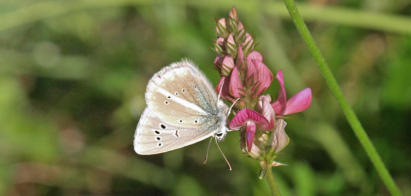 Stregblfugl, Polyommatus (Agrodiaetus) damon. Tschierv, Ofenpass, Graubnden, Schweiz d. 20 juli 2020. Fotograf; Emil Bjerregrd