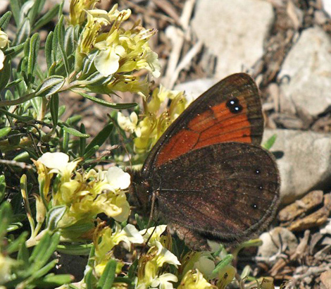 Bredrandet Klippebjergrandje, Erebia styx. Tschierv, Ofenpass, Graubnden, Schweiz d. 20 juli 2020. Fotograf; Emil Bjerregrd