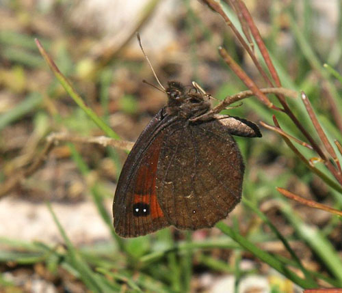 Bredrandet Klippebjergrandje, Erebia styx. Tschierv, Ofenpass, Graubnden, Schweiz d. 20 juli 2020. Fotograf; Emil Bjerregrd