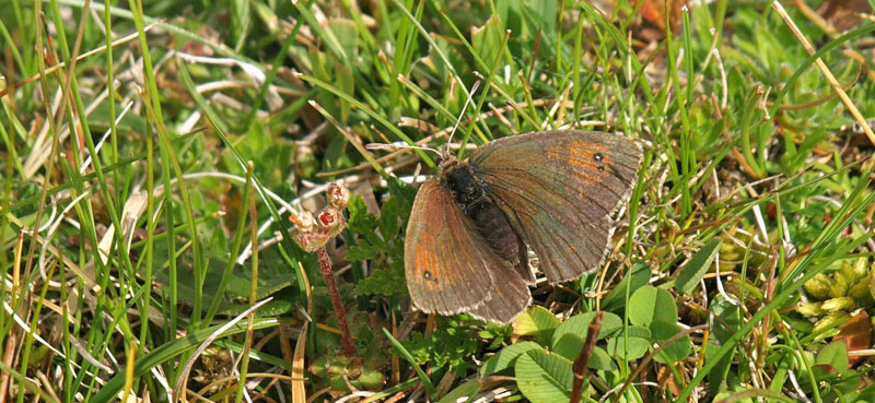Schweizisk Messingbjergrandøje, Erebia tyndarus hun. Albulapass 2400 m.h., Graubünden, Schweiz d. 21 juli 2020. Fotograf; Emil Bjerregård