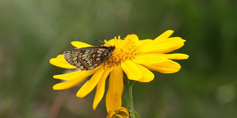 Dvrgpletvinge, Melitaea asteria. Albulapass 2400 m.h.,Graubnden, Schweiz d. 21 juli 2016. Fotograf; Emil Bjerregrd