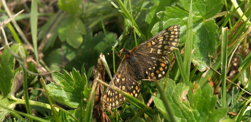 Hedepletvinge, Euphrydryas aurinia ssp. debilis f. glaciegenita. Albulapass 2400 m.h.,Graubnden, Schweiz d. 21 juli 2016. Fotograf; Emil Bjerregrd