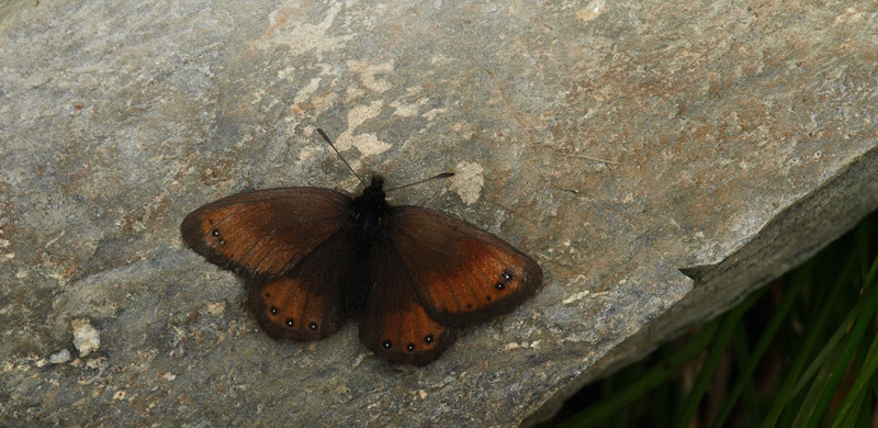Silkebjergrandøje, Erebia gorge hun. Albulapass 2400 m.h., Graubünden, Schweiz d. 21 juli 2020. Fotograf; Emil Bjerregård