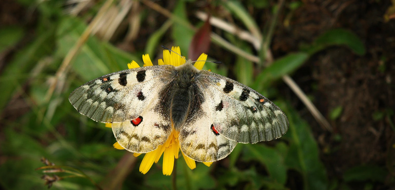 Alpeapollo, Parnassius sacerdos hun. Albulapass 2400 m.h., Graubnden, Schweiz d. 21 juli 2016. Fotograf; Emil Bjerregrd