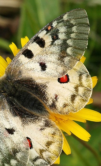 Alpeapollo, Parnassius sacerdos hun. Albulapass 2400 m.h., Graubnden, Schweiz d. 21 juli 2016. Fotograf; Emil Bjerregrd