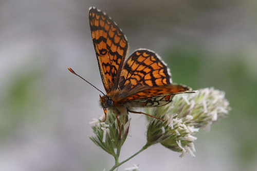 Solpletvinge, Melitaea deione (Geyer, 1832) han. Madona de Fenestre, hjde: 1180 to 1300 m. Alpes Maritimes, Frankrig d. 24 juni 2018. Fotograf; Yvonne Nielsen