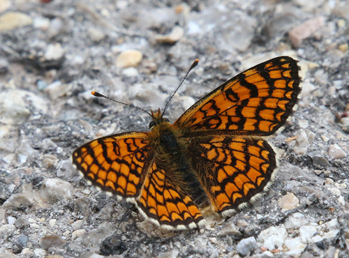 Solpletvinge, Melitaea deione (Geyer, 1832) han. Madona de Fenestre, højde: 1180 to 1300 m. Alpes Maritimes, Frankrig d. 24 juni 2018. Fotograf; Yvonne Nielsen