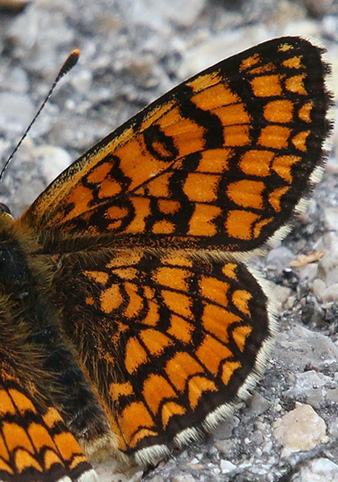 Solpletvinge, Melitaea deione (Geyer, 1832) han. Madona de Fenestre, højde: 1180 to 1300 m. Alpes Maritimes, Frankrig d. 24 juni 2018. Fotograf; Yvonne Nielsen