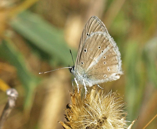 Lys Stregblfugl, Polyommatus (Agrodiaetus) dolus ssp: vittatus. Combe Aubert 680 m., Soulagets, Hrault, Frankrig d. 26/7 – 2020. Fotograf; Emil Bjerregrd