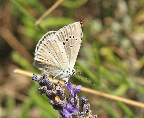 Lys Stregblfugl, Polyommatus (Agrodiaetus) dolus ssp: dolus. Vallon du Cros 640 m., Plan-d'Aups-Sainte-Baume, Bouches-du-Rhne, Frankrig d. 27 juli 2020. Fotograf; Emil Bjerregrd