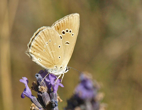 Lys Stregblfugl, Polyommatus (Agrodiaetus) dolus ssp: dolus. Vallon du Cros 640 m., Plan-d'Aups-Sainte-Baume, Bouches-du-Rhne, Frankrig d. 27 juli 2020. Fotograf; Emil Bjerregrd