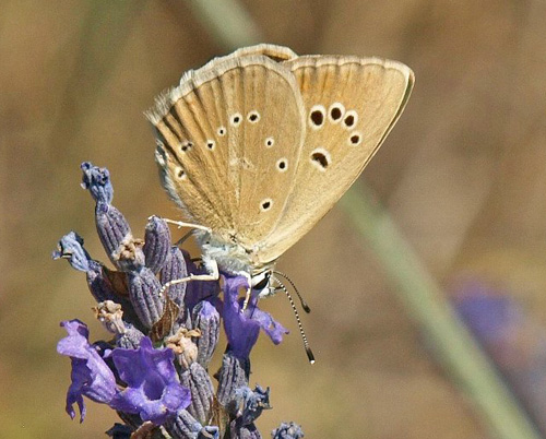 Lys Stregblfugl, Polyommatus (Agrodiaetus) dolus ssp: dolus. Vallon du Cros 640 m., Plan-d'Aups-Sainte-Baume, Bouches-du-Rhne, Frankrig d. 27 juli 2020. Fotograf; Emil Bjerregrd