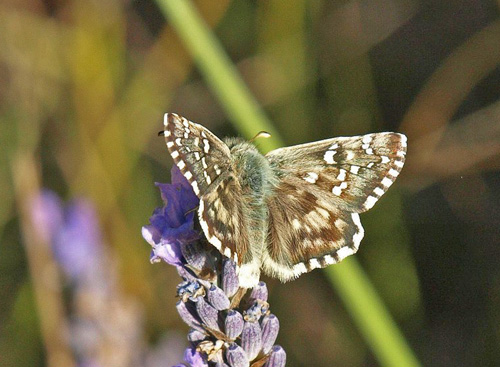 Provenalsk Hjlandsbredpande, Pyrgus bellieri ssp. bellieri (Oberthr, 1910). Vallon du Cros 640 m., Plan-d'Aups-Sainte-Baume, Bouches-du-Rhne, Frankrig d. 27 juli 2020. Fotograf; Emil Bjerregrd