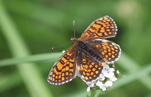 Sydlig Brun Pletvinge, Melitaea celadussa han.. Valle d'Ossoue, Pyrenerne, Frankrig d. 27 juni 2020. Fotograf; Yvonne Nielsen