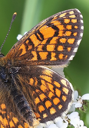 Sydlig Brun Pletvinge, Melitaea celadussa han.. Vallée d'Ossoue, Pyrenæerne, Frankrig d. 27 juni 2020. Fotograf; Yvonne Nielsen