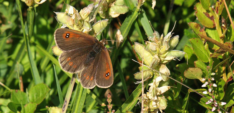 Sydøstlig Messingbjergrandøje, Erebia ottomana ssp. tardenota. Gerbier de Jonc (1420 m), Massif Central, Ardèche, Frankrig d. 23/7 2020. Fotograf; Emil Bjerregård
