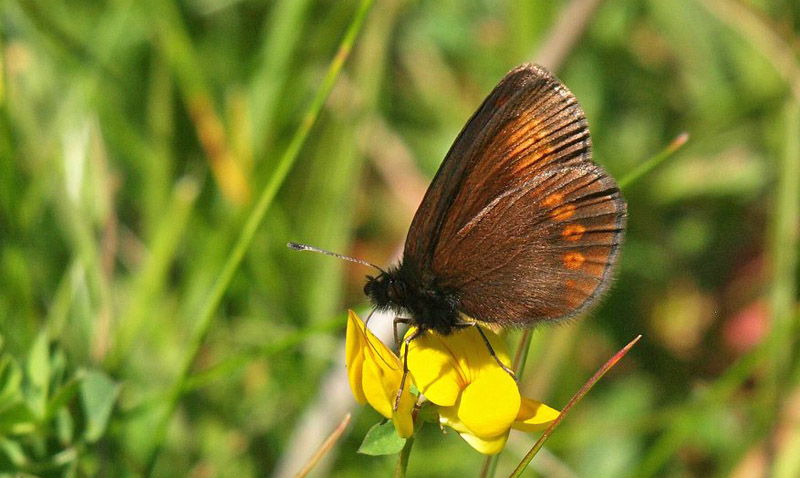 Sudeterbjergrandøje, Erebia sudetica ssp. liorana. Col de Redondet (1520 m), Massif Central, Cantal, Frankrig d. 25/7 2020. Fotogrtaf; Emil Bjerregård