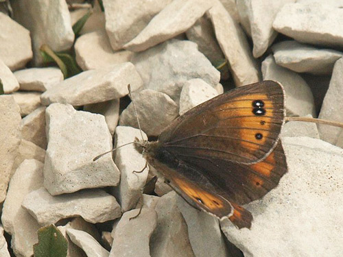 Provencalsk Klippebjergrandje, Erebia scipio. Montagne de Lure (1715 m), Alpes-de-Haute-Provence, Frankrig d. 28/7 – 2020. Fotograf; Emil Bjerregrd