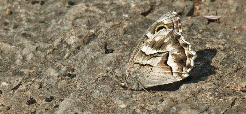 Stregrandje, Hipparchia fidia. Navacelles 612 m., Gard, Frankrig d. 26 juli 2020. Fotograf; Emil Bjerregrd