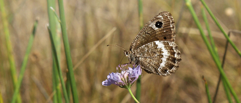 Sort Satyr, Satyrus actaea han.Vallon du Cros 640 m., Plan-d'Aups-Sainte-Baume, Bouches-du-Rhne, Frankrig d. 27 juli 2020. Fotograf; Emil Bjerregrd